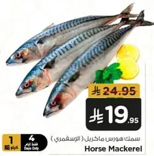 Horse Mackerel