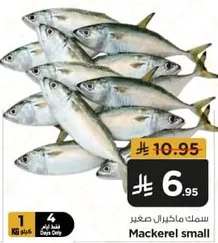 Mackerel small