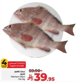 Hamour Disco Per Kg