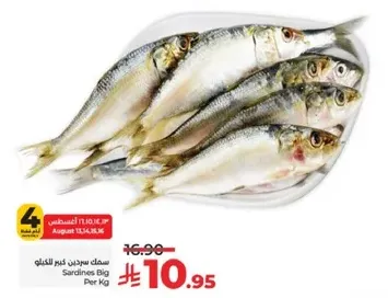 سمك سردين كبير