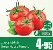 Green House Tomato