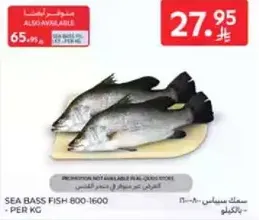 Sea bass fish 800-1600