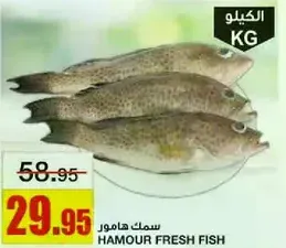 Hamour fresh fish