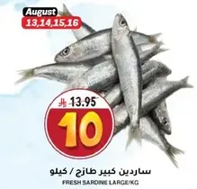ساردين كبير طازج