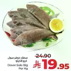 سمك دوفر سول كبير للكيلو