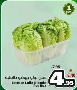 Lettuce Lollo Biondo Per Box
