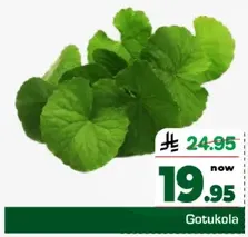 Gotukola leaves, known for their health benefits.