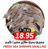 جمبري بحري طازج صغير/كجم
