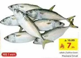 Small Mackerel Fish