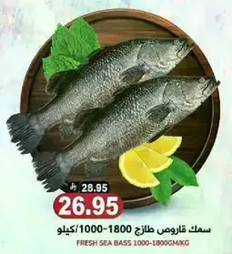 Fresh sea bass 1000-1800g/kg