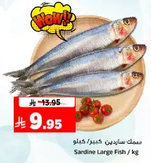 Sardine Large Fish / kg