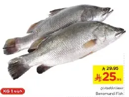 Barramundi Fish