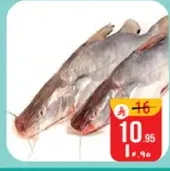 Fresh fish available for sale.