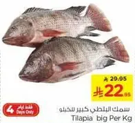 سمك البلطي كبير سخيوا