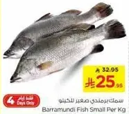 Barramundi Fish Small Per Kg