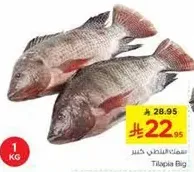 سمك البلطي كبير