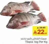 Tilapia big Per Kg