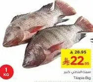سمك البلطي الطازج، حجم كبير.
