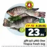 سمك بلطي كبير طازج.