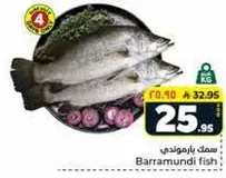 سمك باراموندي