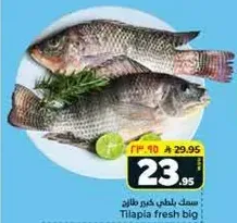 سمك بلطي كبير طازج