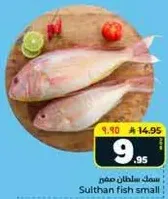 سمك سلطان صغير