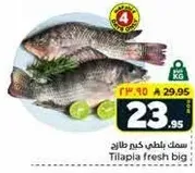 سمك بلطي كيم طازج