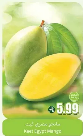 Keet Egypt Mango
