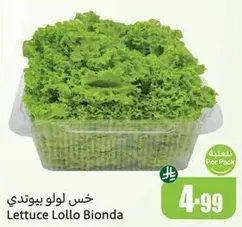 Lettuce Lollo Bionda