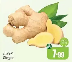 Ginger