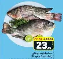 سمك بلطي كبير طازه