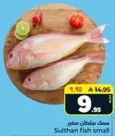 سمك سلطان صغير!