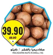 Macadamia nuts in shell.