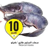 سمك السلور طازج