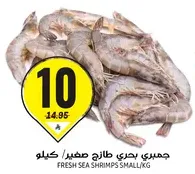 Fresh sea shrimps small