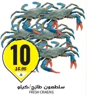 سلطعون طازج