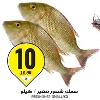 سمك شموص صغير.