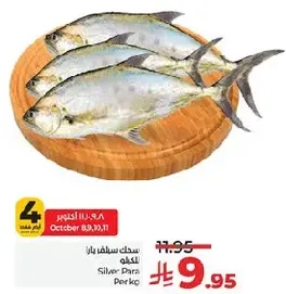 Silver Pomfret fish.