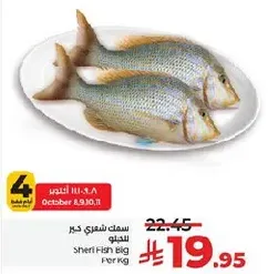 سمك شعري كبير