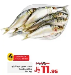 سمك سردين كبير