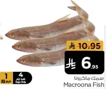 سمك ماكرونا