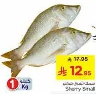 سمك شري صغير.