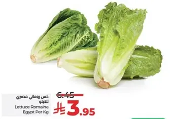 Lettuce Romaine Egypt Per Kg