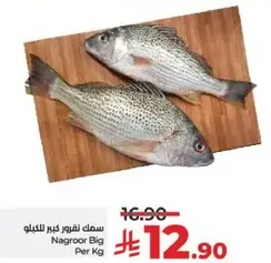 سمك نقرور كبير