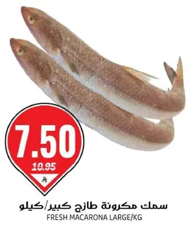 سمك مكرونه طازج كبير/كيلو