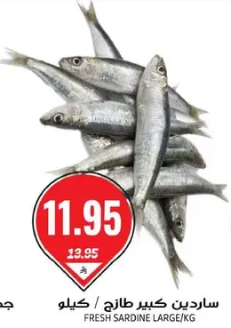 Fresh Sardine Large