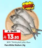 Medium White Fish