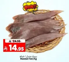سمك مندل / كيلو