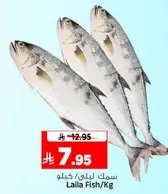 سمك ليللي/كيلو