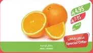 Navel Orange